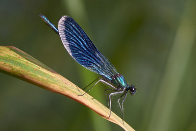 Calopteryx splendes