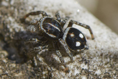 Attulus atricapillus