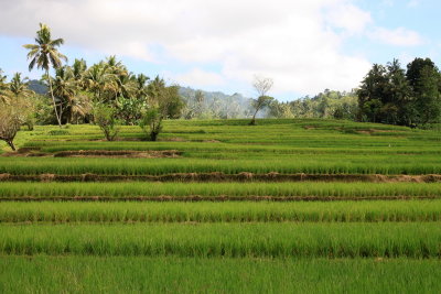 Bohol Rice Terraces