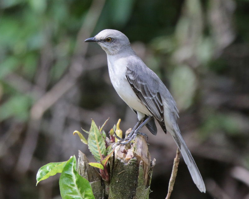 Tropical Mockingbird