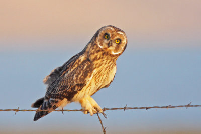 Short-eared Owl