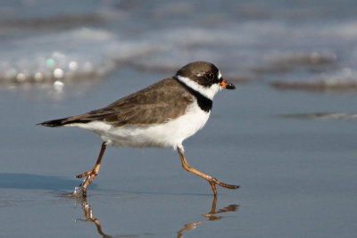 Semipalmated Plover