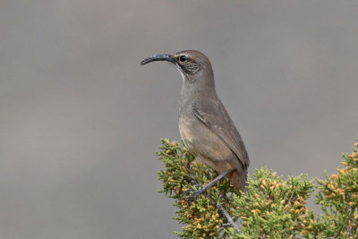 California Thrasher