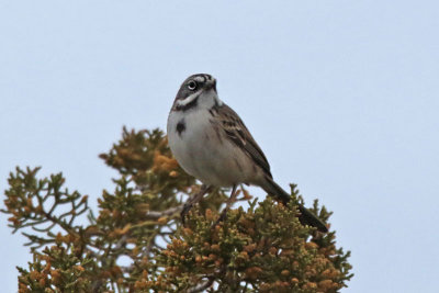 Bell's Sparrow