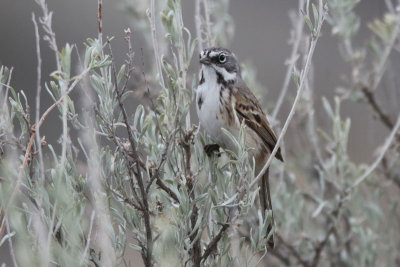 Bell's Sparrow