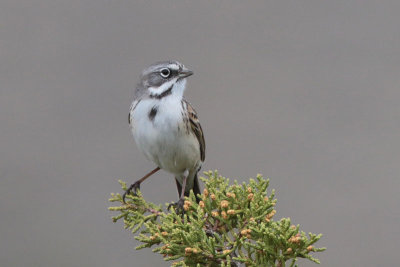 Bell's Sparrow