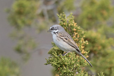 Bell's Sparrow