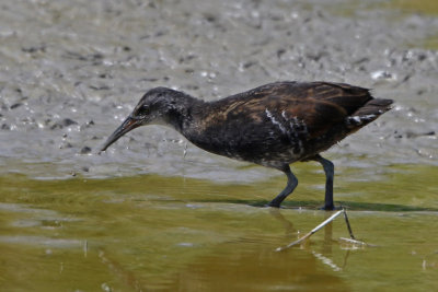 Virginia Rail