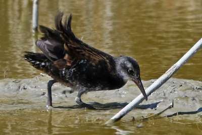 Virginia Rail