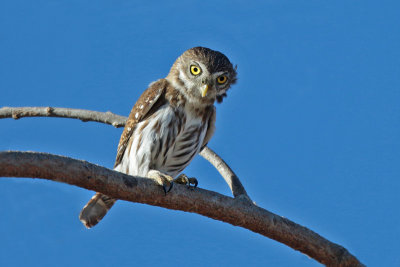 Owls and Nightjars