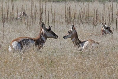 Pronghorn