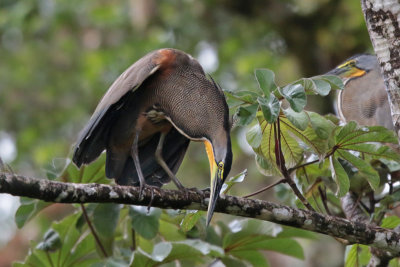 Bare-throated Tiger-Heron