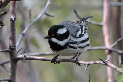 Black-throated Gray Warbler
