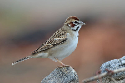 Lark Sparrow