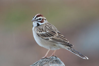 Lark Sparrow