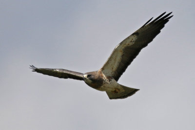 Swainson's Hawk