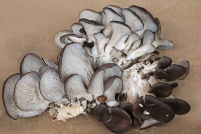 Oyster Mushrooms