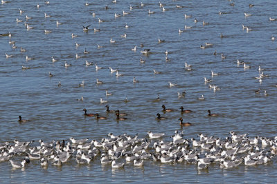 Gulls, Grebes, and Phalaropes (all in a row)