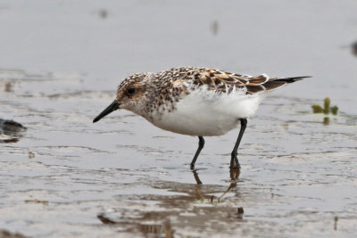 Sanderling