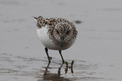 Sanderling