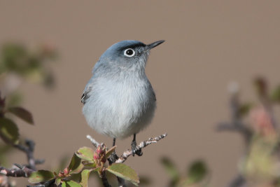 Blue-gray Gnatcatchers