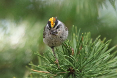 Golden-crowned Kinglet