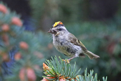 Golden-crowned Kinglet