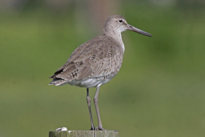 Willet