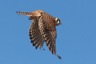 American Kestrel