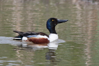 Northern Shoveler