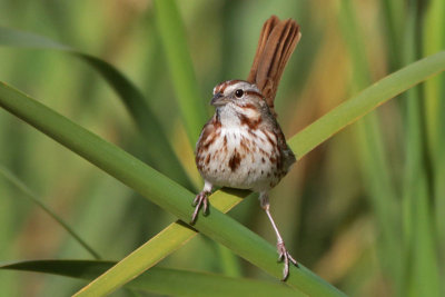 Song Sparrow (CA)