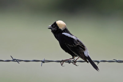 Bobolink
