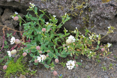 Flowers in lave