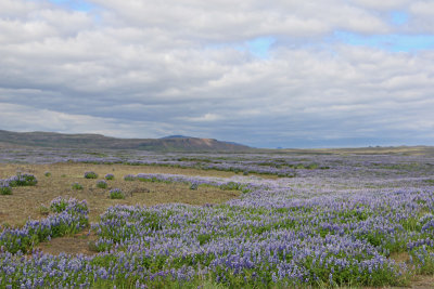 Lupine across the countryside