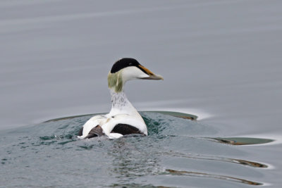 Common Eider