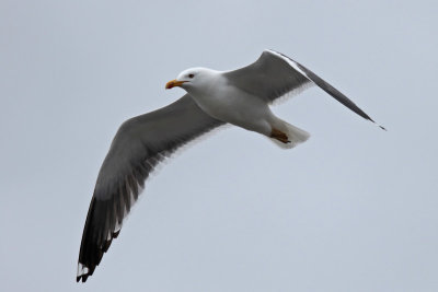 Lesser Black-backed Gull