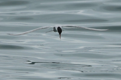 Arctic Tern