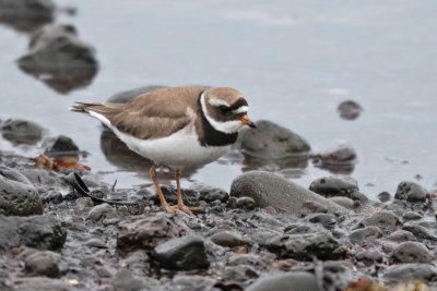 Common Ringed Plover