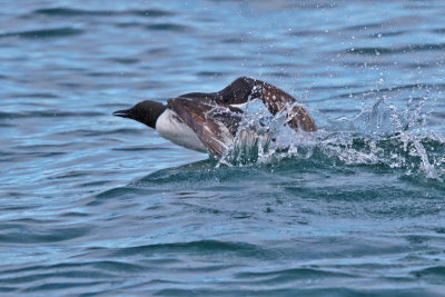 Common Guillemots (Common Murres)