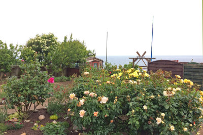 Resident's rose garden