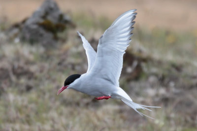 Arctic Tern