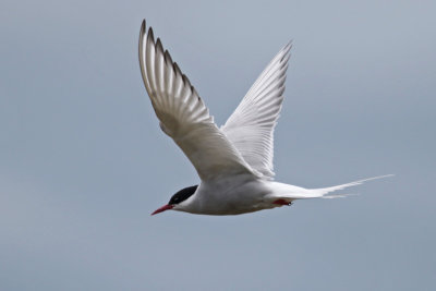 Arctic Tern