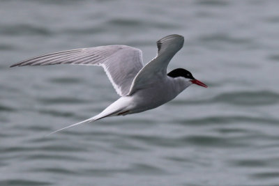 Arctic Tern