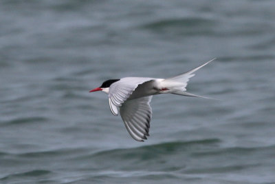 Arctic Tern