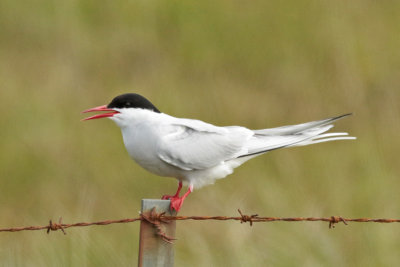 Arctic Tern