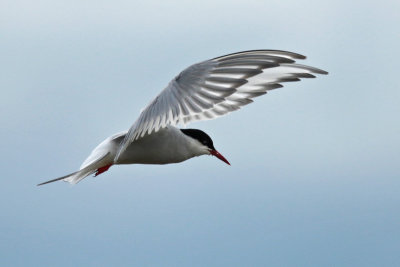 Arctic Tern