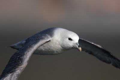 Northern Fulmar