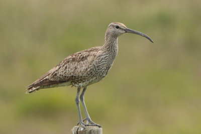 Whimbrel