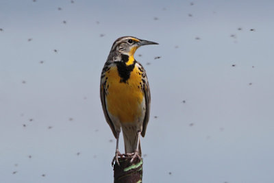 Western Meadowlark