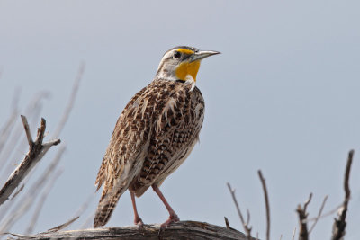 Western Meadowlark